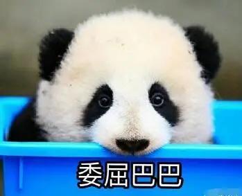 娱乐吃瓜酱大熊猫生气,萌态百出，趣味横生